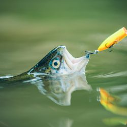 How to Reel a Fish that’s Putting Up a Fight